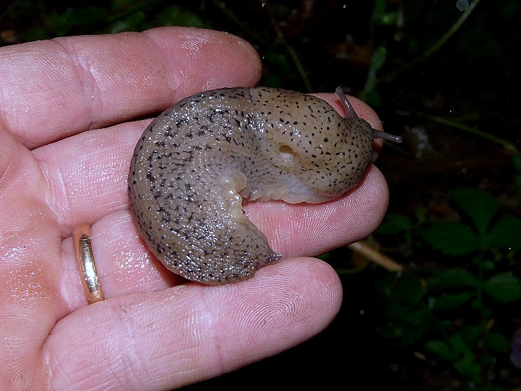 Limax millipunctatus (Forcart) da San Marco in Lamis (FG)